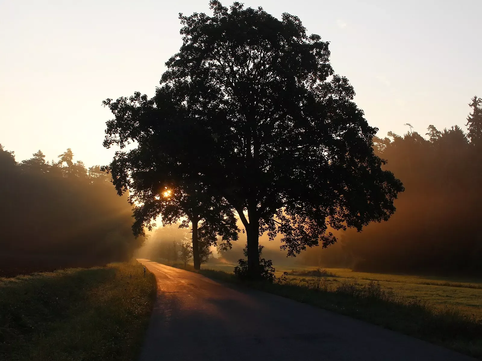 Holzurne auf Waldboden unter einem großen Baum, symbolisch für naturnahe Baumbestattung